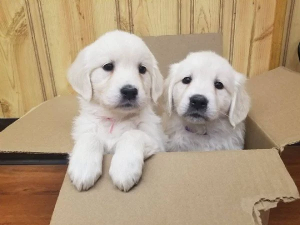 cucciole golden retriever