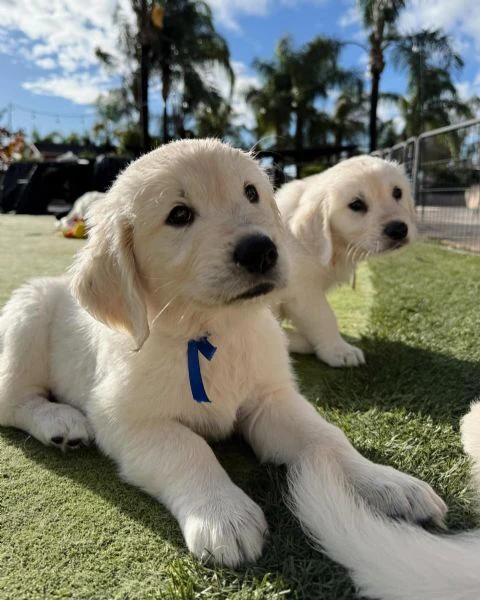 cuccioli di golden retriever maschio e femmina | Foto 0