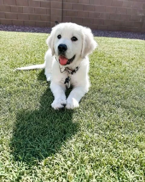 !!cuccioli di golden retriever maschio e femmina!!! | Foto 0