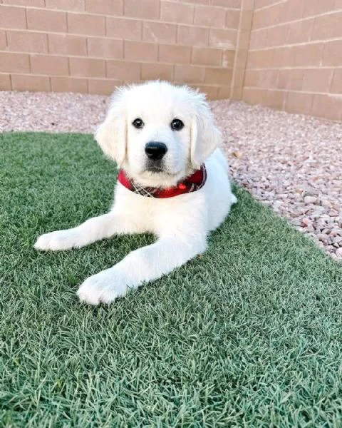 !!cuccioli di golden retriever maschio e femmina!!!