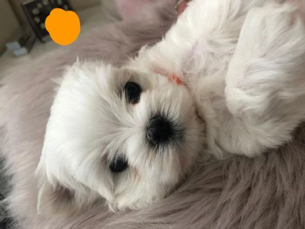 cuccioli di maltese in adozione | Foto 5