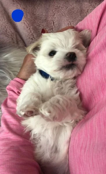 cuccioli di maltese in adozione | Foto 4