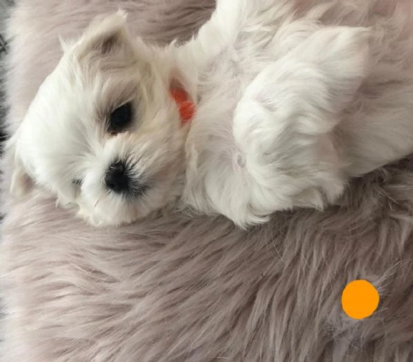 cuccioli di maltese in adozione | Foto 3