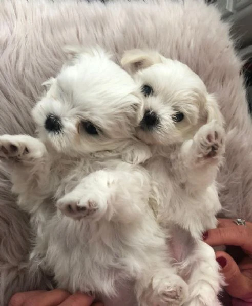 cuccioli di maltese in adozione | Foto 1