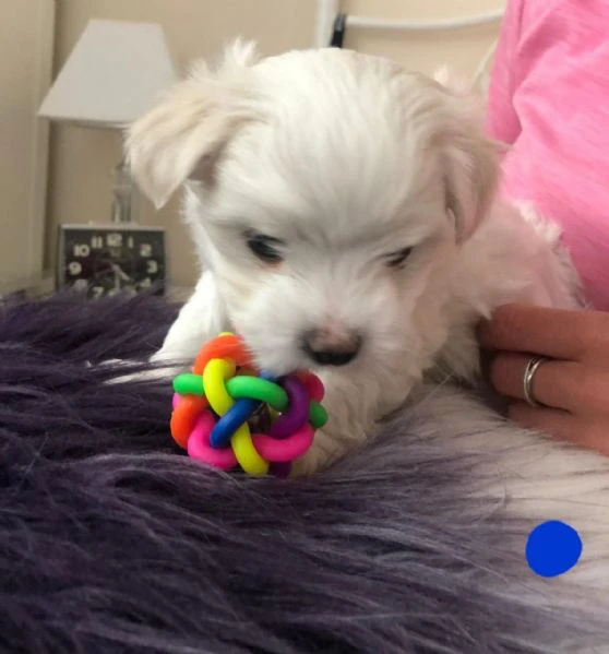 cuccioli di maltese in adozione