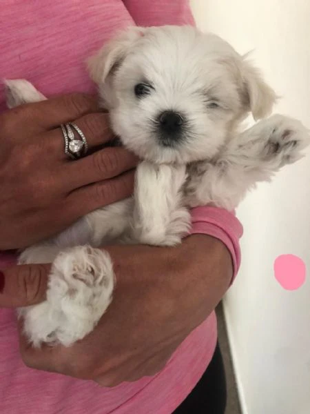 cuccioli di maltese in adozione | Foto 0