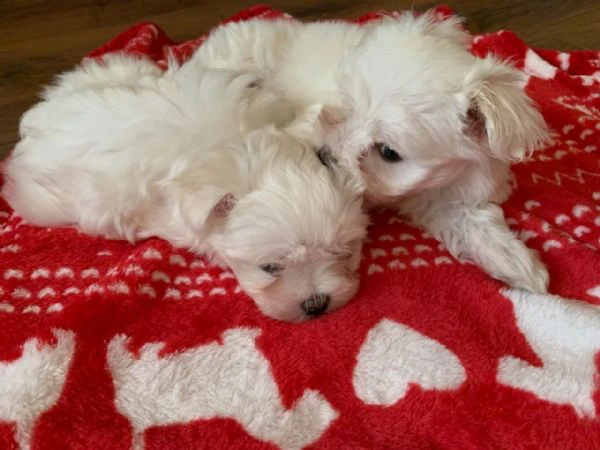 dolcissimi cuccioli di maltese in adozione | Foto 3