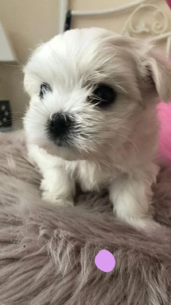 dolcissimi cuccioli di maltese in adozione | Foto 1