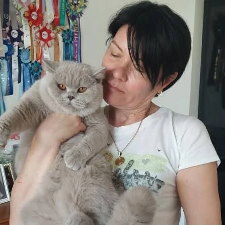 gattino bsh (british shorthair) di pura razza, aspetto robusto e compatto