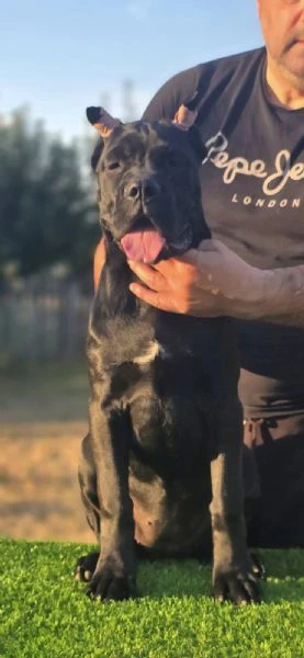 cane corso – cucciola femmina | Foto 6