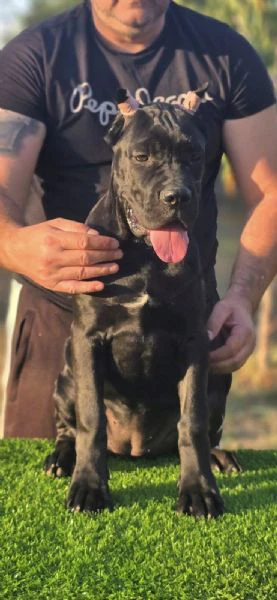cane corso – cucciola femmina | Foto 5