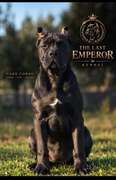 cane corso – cucciola femmina
