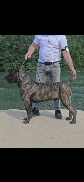 cane corso – cucciola femmina | Foto 4