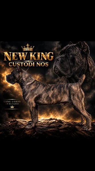 cane corso – cucciola femmina | Foto 3