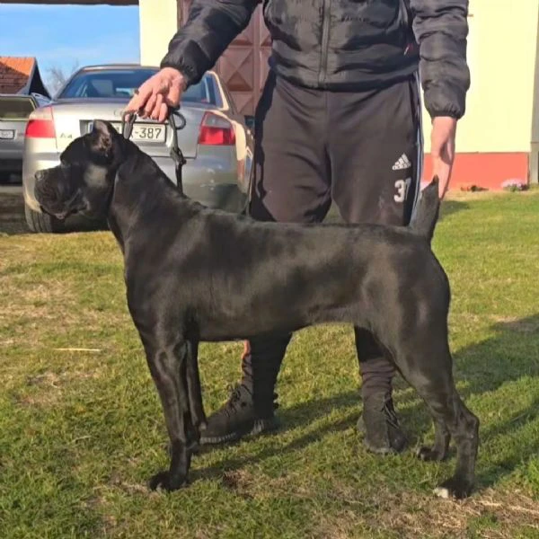 cane corso – cucciola femmina | Foto 2