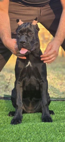 cane corso – cucciola femmina | Foto 1