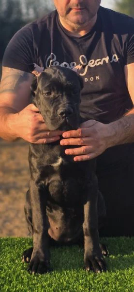 cane corso – cucciola femmina | Foto 0