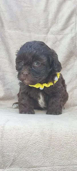 maltipoo cuccioli bellissimi