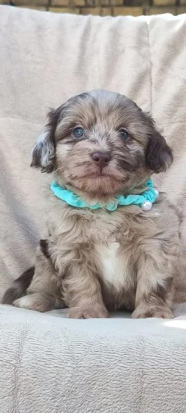 maltipoo cuccioli bellissimi | Foto 2