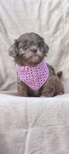 maltipoo cuccioli bellissimi | Foto 1