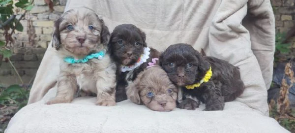 maltipoo cuccioli bellissimi | Foto 0