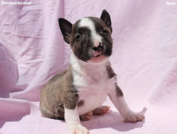 mini bull terrier – cuccioli | Foto 6