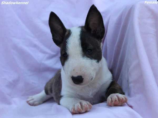 mini bull terrier – cuccioli | Foto 1