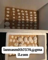 buy fertile parrot eggs for sale – high hatchability | Foto 0