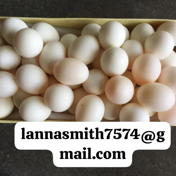 buy fertile parrot eggs for sale – high hatchability