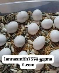 fertile parrot eggs – international shipping available | Foto 1