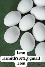fertile parrot eggs – international shipping available | Foto 0