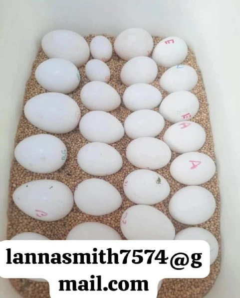 fertile parrot eggs – international shipping available