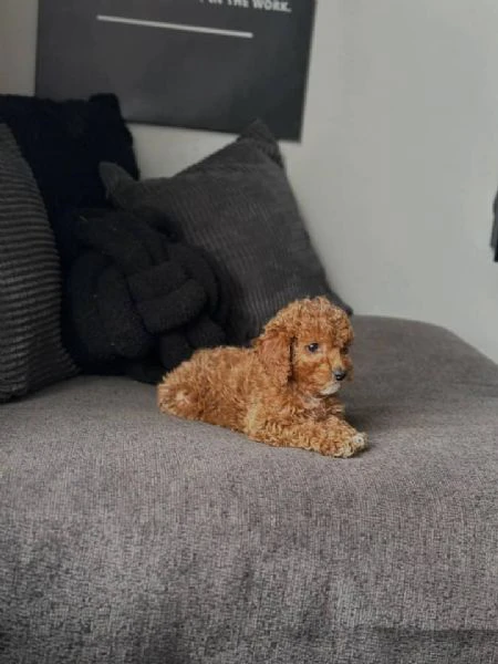 cuccioli di barboncino – giocattolo regalo | Foto 0