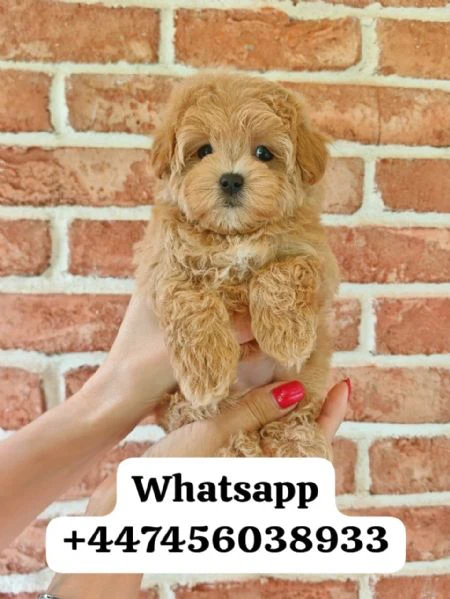 cuccioli di maltipoo