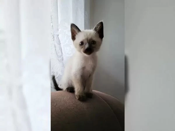 splendidi gattini siamesi | Foto 4