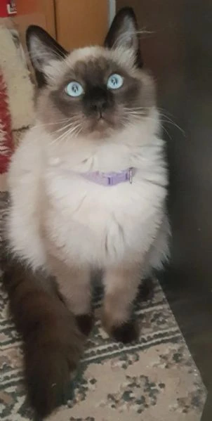 splendidi gattini siamesi | Foto 3