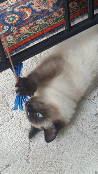 splendidi gattini siamesi | Foto 2