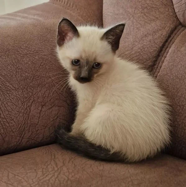 splendidi gattini siamesi | Foto 1