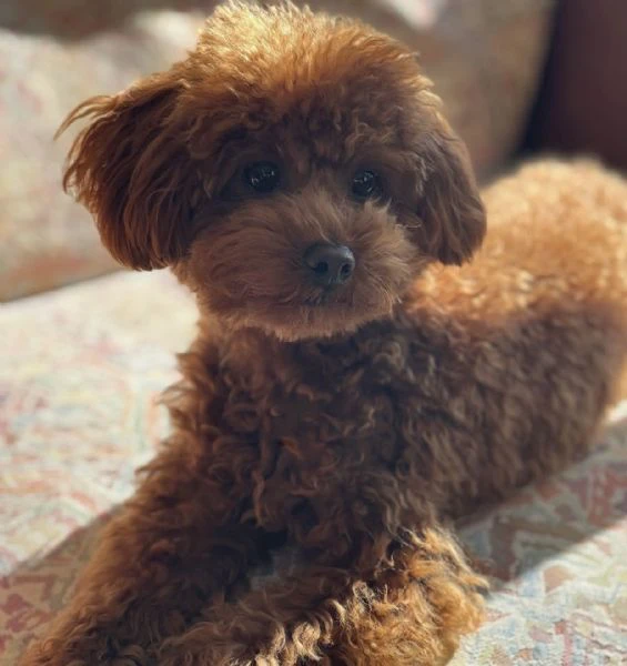 alla ricerca di una famiglia: skvělé cuccioli di barboncino