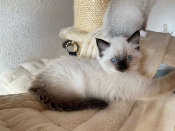 gattini ragdoll allevati in casa | Foto 3