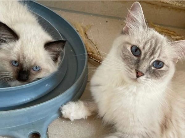 gattini ragdoll allevati in casa | Foto 2