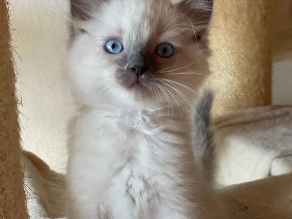 gattini ragdoll allevati in casa