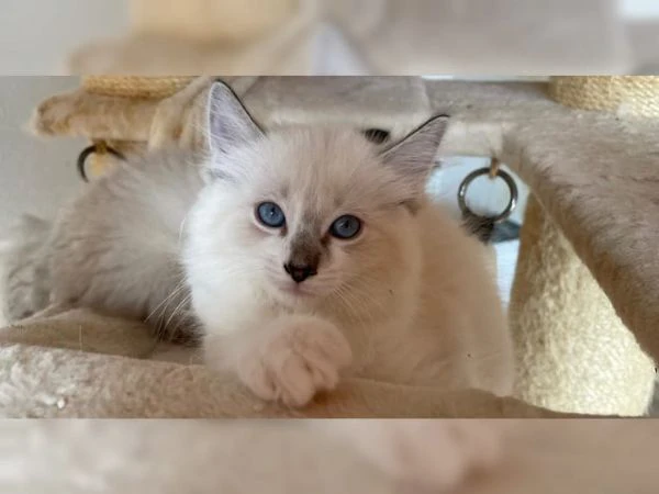gattini ragdoll allevati in casa | Foto 1