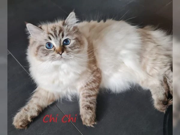 gattini ragdoll allevati in casa | Foto 0