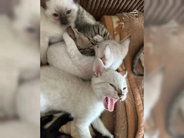 disponibili 2 bellissimi gattini savannah | Foto 4