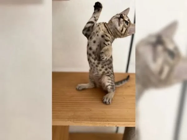 disponibili 2 bellissimi gattini savannah | Foto 3