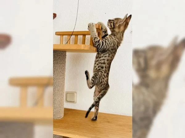 disponibili 2 bellissimi gattini savannah | Foto 2