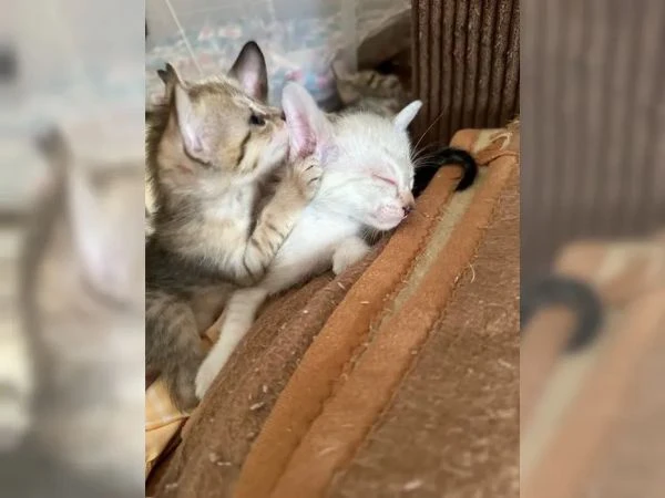 disponibili 2 bellissimi gattini savannah | Foto 1