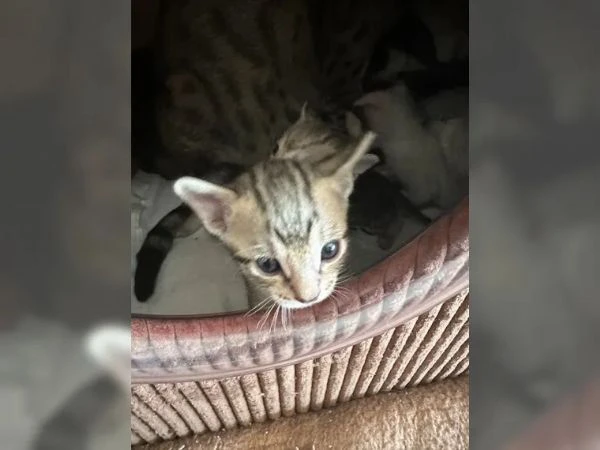 disponibili 2 bellissimi gattini savannah | Foto 0