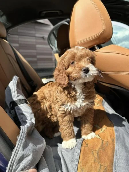 splendidi cuccioli di barboncino – visitati dal veterinario splendidi cuccioli di barboncino